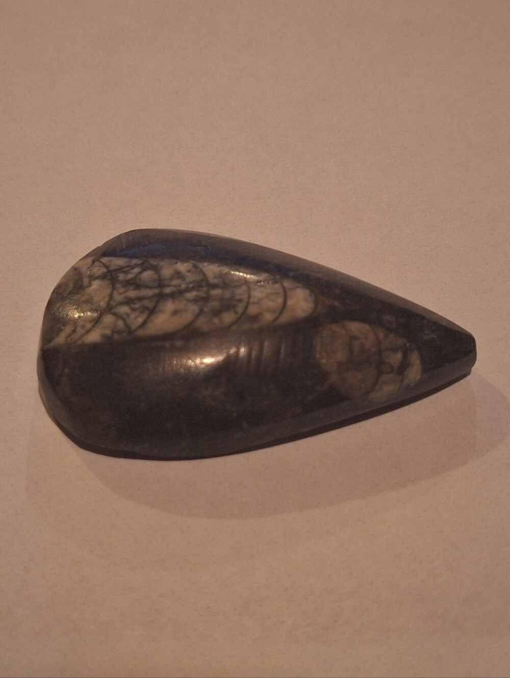 Small Fossilized Anthropod Rock Decoration